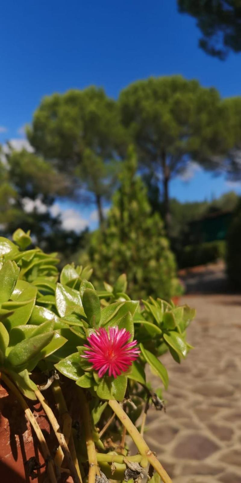 Villa Santa Margherita - La Suvera Ponte A Bozzone Dış mekan fotoğraf